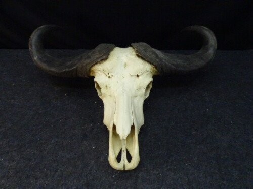 Savanne buffel (Syncerus caffer brachyceros)
