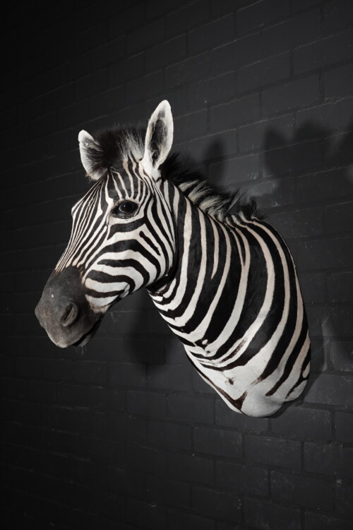 Zebra (Equus burchelli)