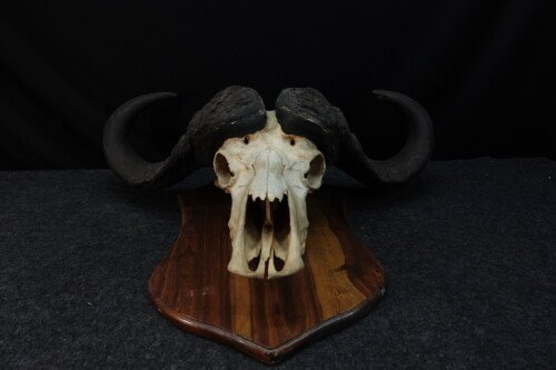 Kafferbuffel (Syncerus caffer)