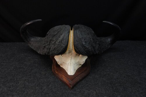 Kafferbuffel (Syncerus caffer)