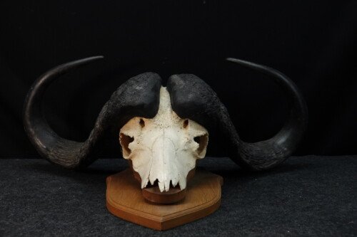 Kafferbuffel (Syncerus caffer)