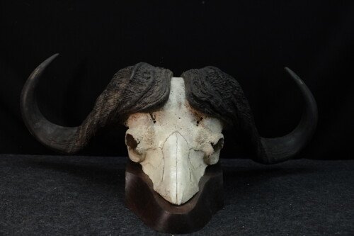 Kafferbuffel (Syncerus caffer)