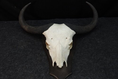 Kafferbuffel (Syncerus caffer)