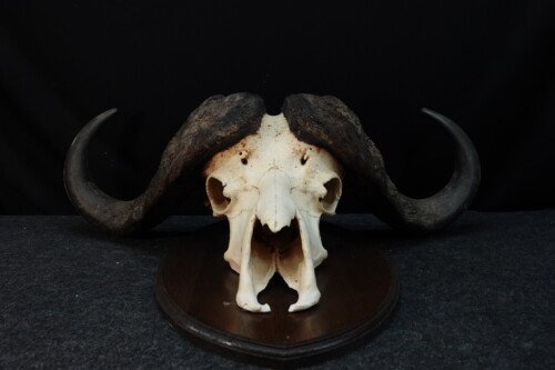 Kafferbuffel (Syncerus caffer)