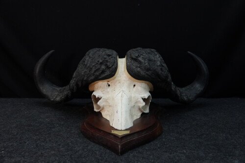 Kafferbuffel (Syncerus caffer)