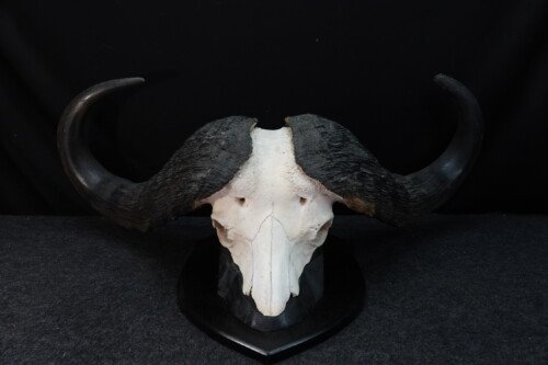 Kafferbuffel (Syncerus caffer)