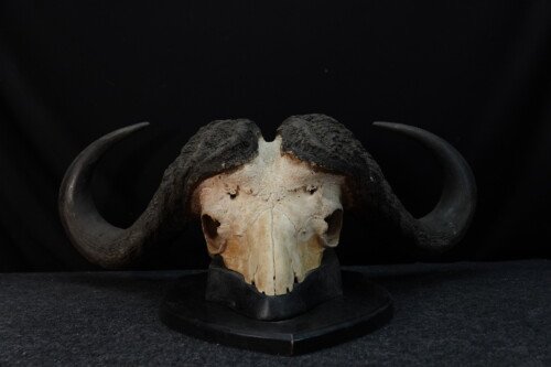 Kafferbuffel (Syncerus caffer)