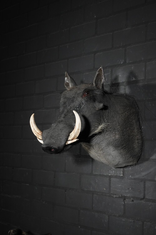Warthog (Phacochoerus africanus)