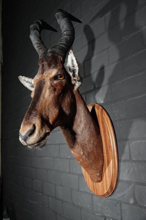 Red Hartebeest (Alcelaphus buselaphus)