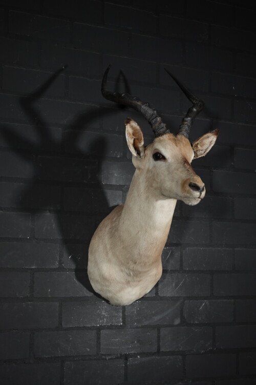 Impala (Aepyceros melampus)
