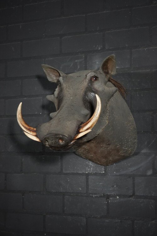 Warthog (Phacochoerus africanus)