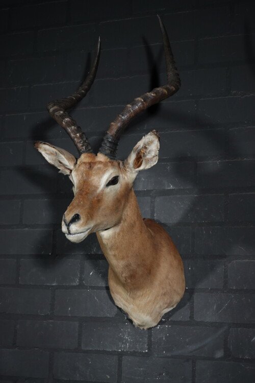 Rowland Ward Impala (Aepyceros melampus)