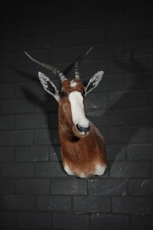Blesbok (Damaliscus pygargus phillipsi)