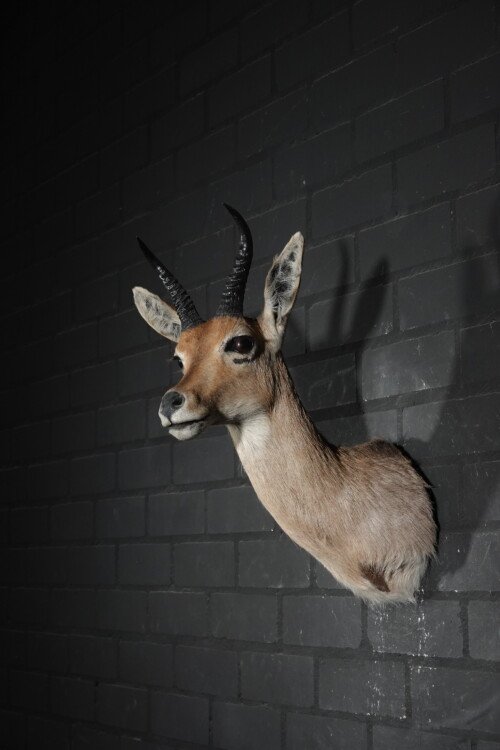 Reedbok (Redunca Redunca)