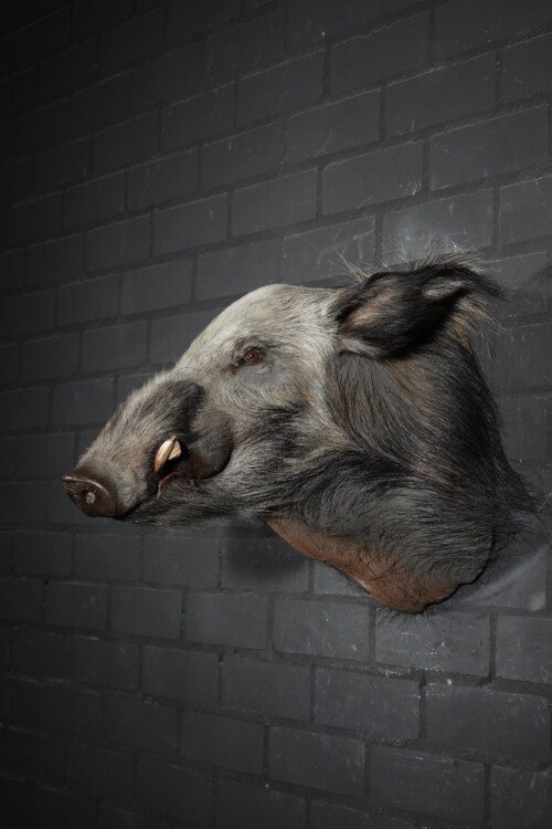 Bushpig (Potamochoerus larvatus)
