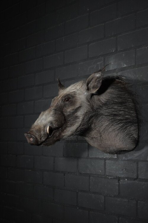 Bushpig (Potamochoerus larvatus)