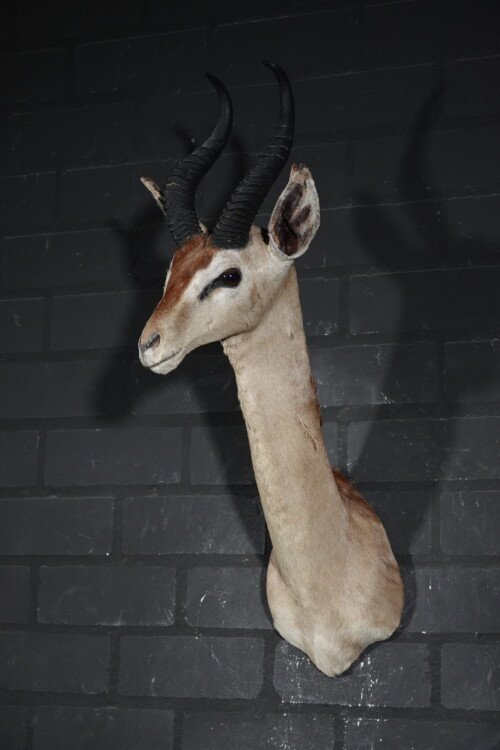 Rowland Ward Gerenuk (Litocranius walleri)