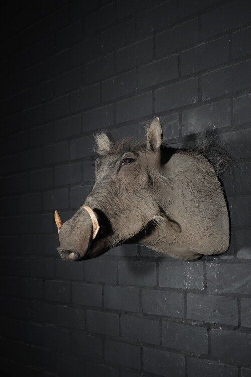 Warthog (Phacochoerus africanus)
