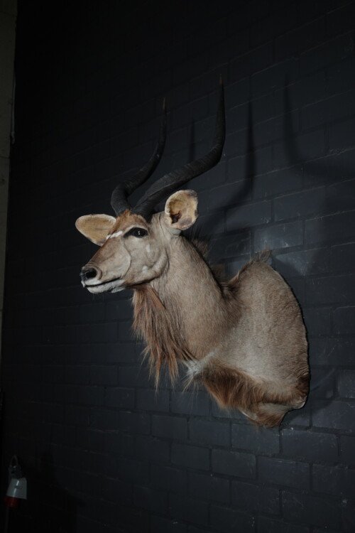 Nyala (Tragelaphus angasii)