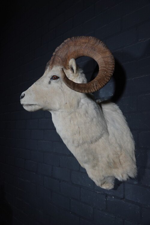 Dall's sheep (Ovis dalli)
