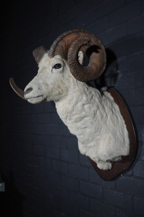 Dall's sheep (Ovis dalli)