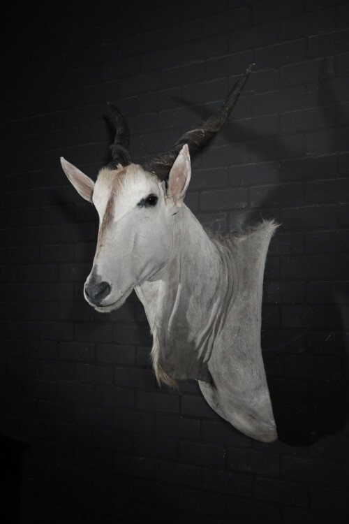 Elandantilope (Taurotragus oryx)