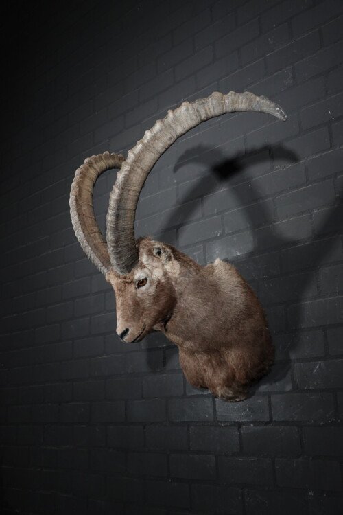 Steenbok (capra Ibex)