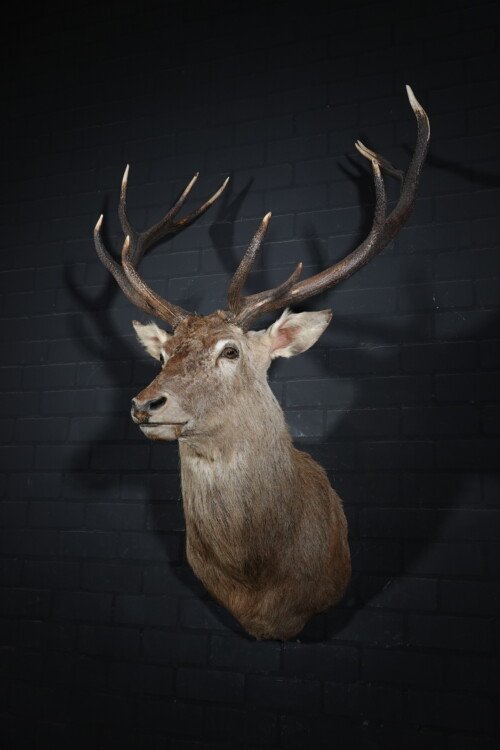 Edelhert (Cervus elaphus)