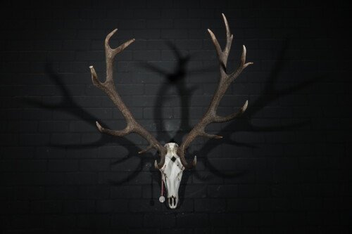 Edelhert (Cervus elaphus)