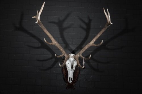 Edelhert (Cervus elaphus)