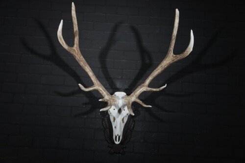 Edelhert (Cervus elaphus)