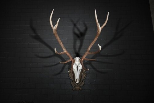 Edelhert (Cervus elaphus)