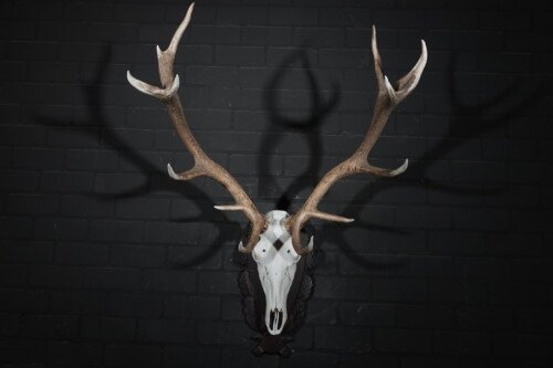 Edelhert (Cervus elaphus)