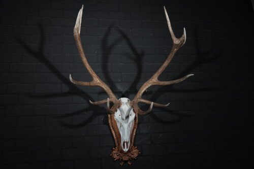 Edelhert (Cervus elaphus)