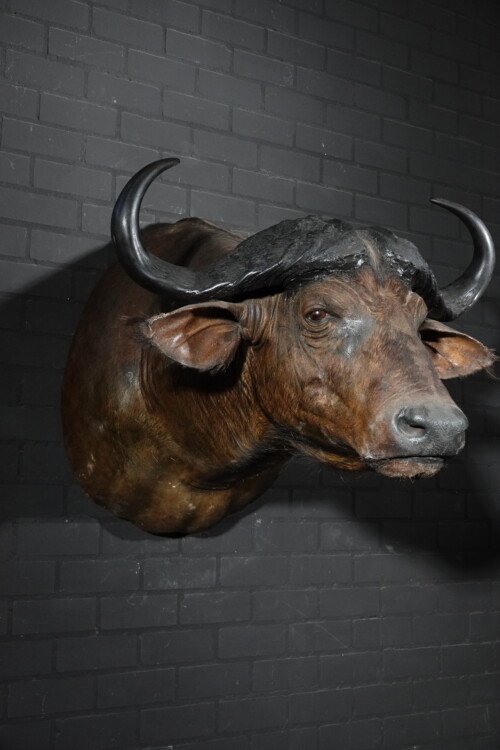 Kafferbuffel (Syncerus caffer)