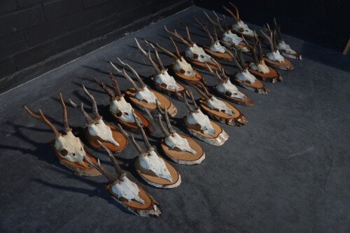 20 x Reebokken (Capreolus capreolus)