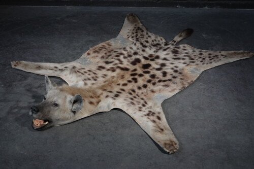gevlekte hyena (Crocuta crocuta)