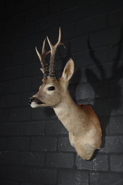 Siberische ree  (Capreolus pygargus)