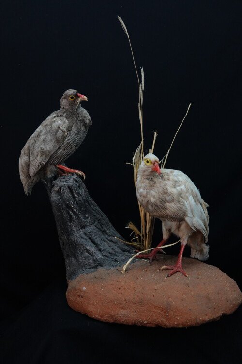 Roodsnavelfrankolijn (Francolinus adspersus)