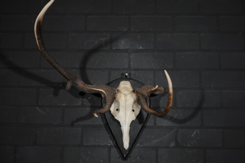 Edelhert (Cervus elaphus)