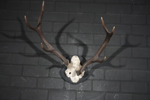 Edelhert (Cervus elaphus)