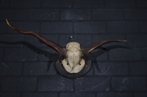 Edelhert (Cervus elaphus)