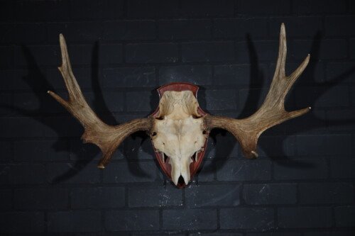 Eland (Alces Alces)