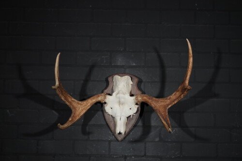 Eland (Alces Alces)