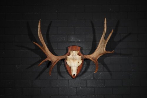 Eland (Alces Alces)