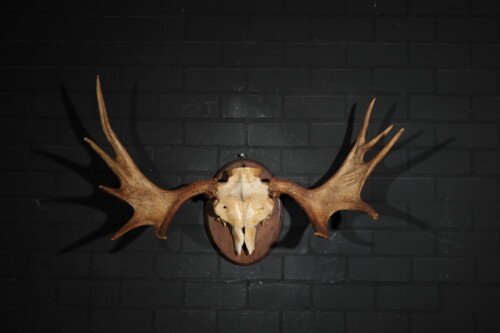 Eland (Alces Alces)