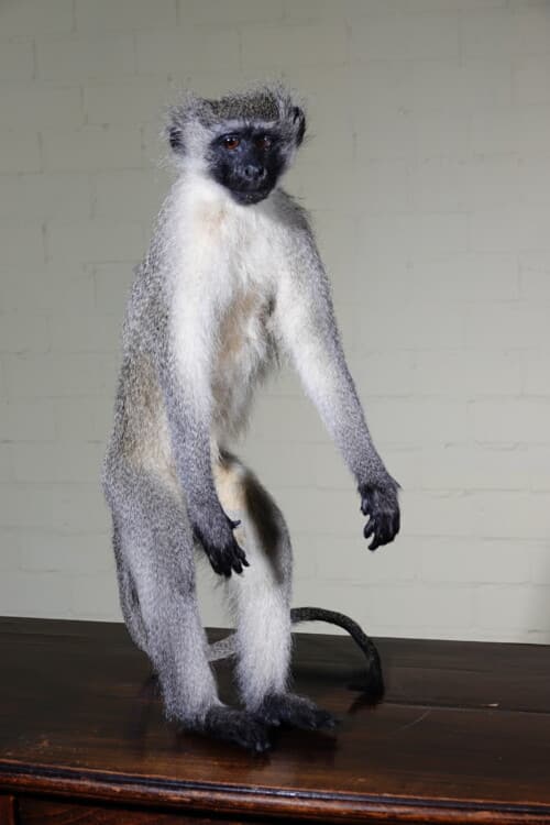 Vervet Aap (Chlorocebus pygerythrus)
