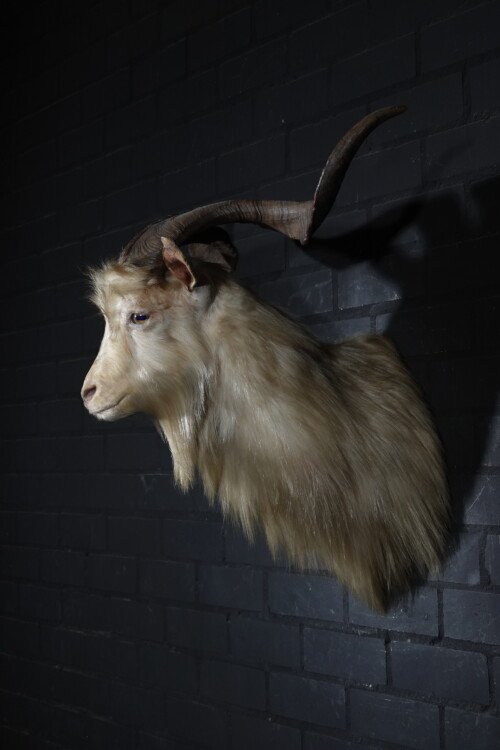 Geit (capra hircus)