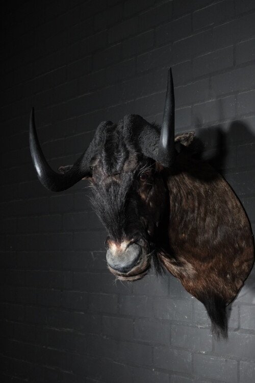 Black wildebeest (Connochaetes gnou)