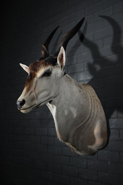 Elandantilope (Taurotragus oryx)